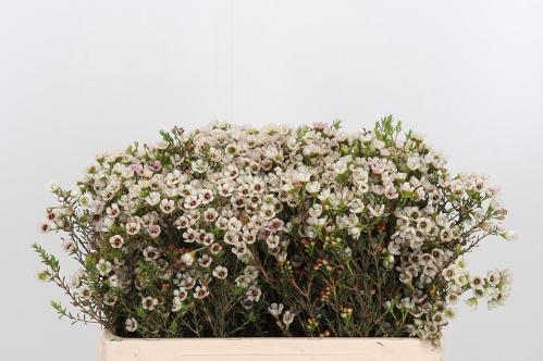 Chamelaucium uncinatum 'Ella'