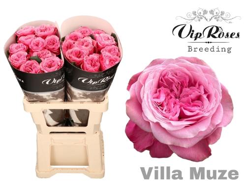 Rosa grootbloemig Villa Muze
