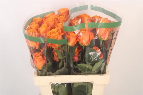 Rosa grootbloemig overig