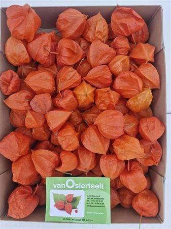 Physalis alkekengi lampion (los)