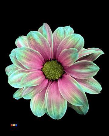 Chrysanthemum Indicum Grp tros kas kleurbehandeld H%