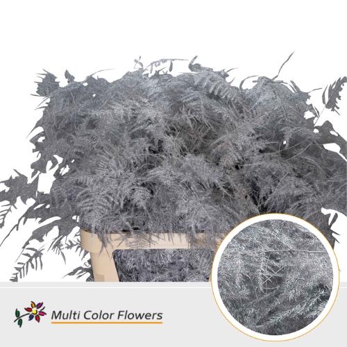 Asparagus overig kleurbehandeld H%