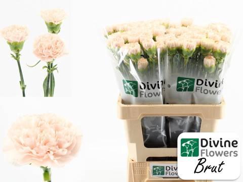 Dianthus standaard Brut