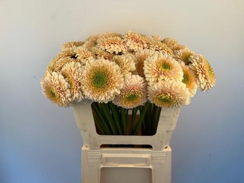 Gerbera mini bolvormig Bolero SaturnSaturn