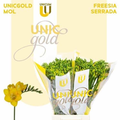 Freesia enkelbloemig 'Serrada'