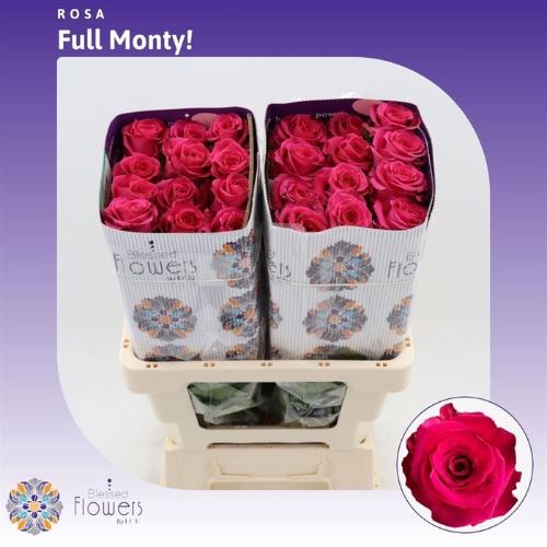 Rosa grootbloemig Full Monty!