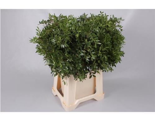 Pistacia (blad) per bos