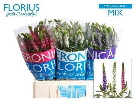 Veronica Smart Gemengd