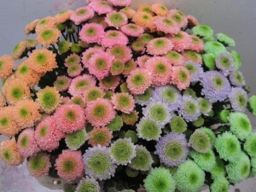 Chrysanthemum Indicum Grp tros santini kleurbehandeld H%