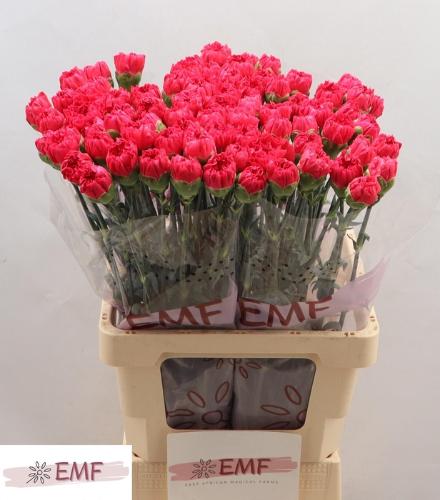 Dianthus standaard 'Cervantes'