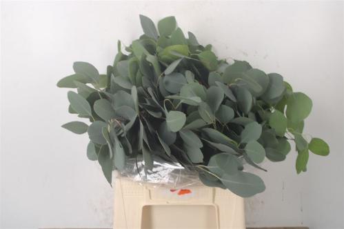 Eucalyptus per bos polyanthemos
