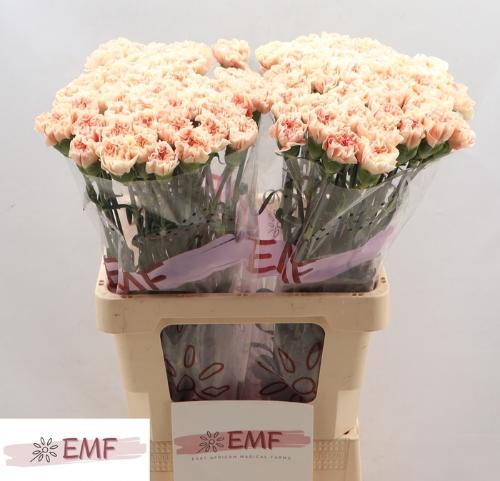 Dianthus standaard 'Apple Tea'