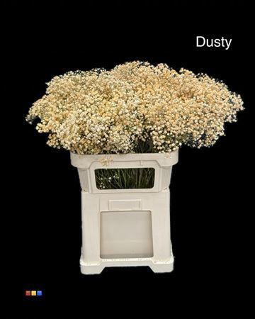Gypsophila overig kleurbehandeld H%