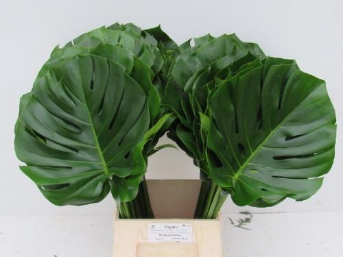 Monstera (blad)