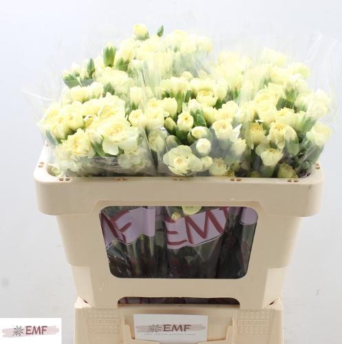 Dianthus tros Xanthe