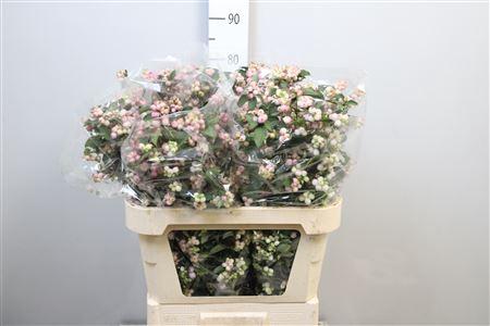 Symphoricarpos Magical Charming Fantasy