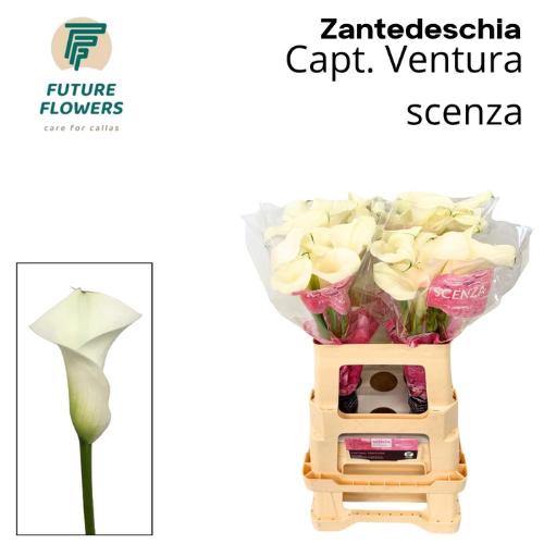 Zantedeschia 'Captain Ventura'