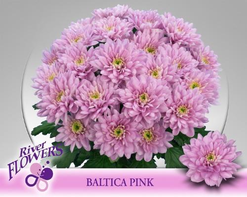 Chrysanthemum Indicum Grp tros kas Baltica Pink