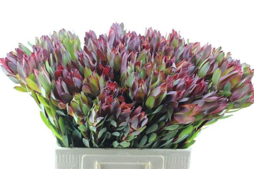 Leucadendron 'Senorita'