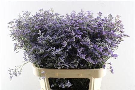Limonium Safora Classic Blue