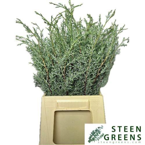 Cupressus arizonica 'Glauca'