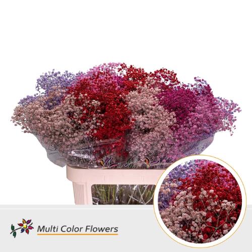 Gypsophila overig kleurbehandeld H%