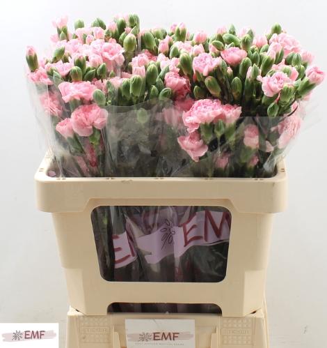 Dianthus tros Rosadita