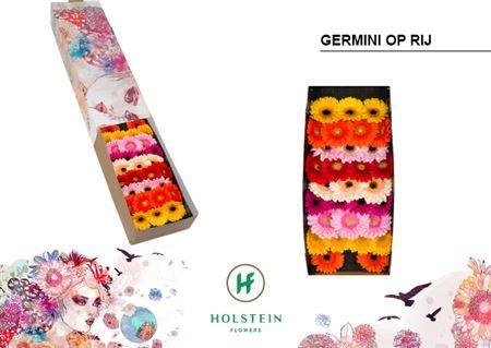Gerbera mini gemengd op rij