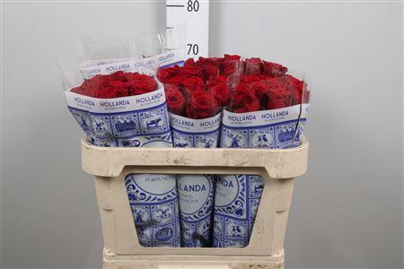 Rosa grootbloemig Red Naomi!