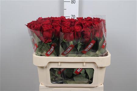 Rosa grootbloemig Ever Red