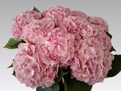 Hydrangea macrophylla 'Verena'