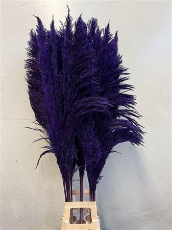 Cortaderia overig