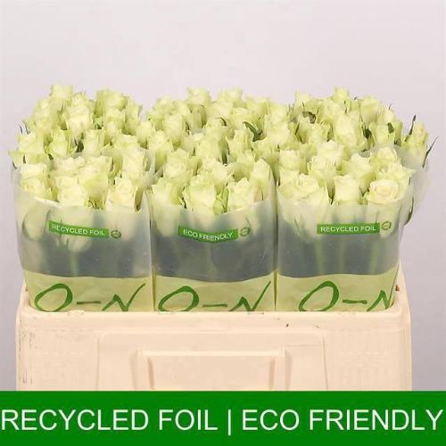 Rosa grootbloemig Athena