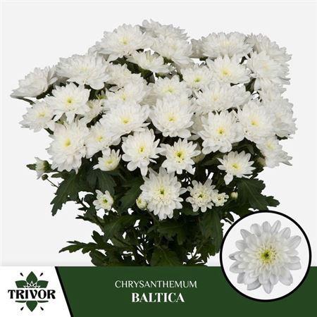 Chrysanthemum Indicum Grp tros kas Baltica