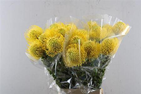 Leucospermum nutans 'High Gold'