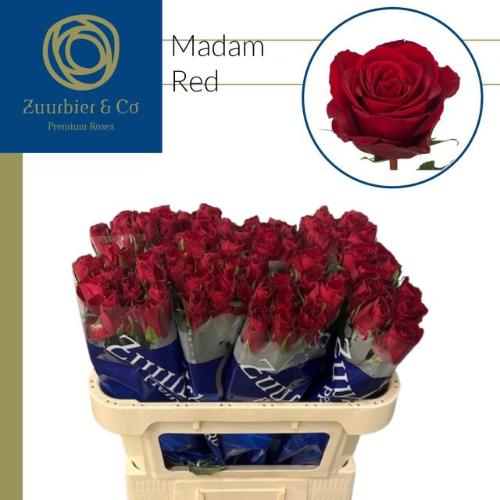 Rosa grootbloemig Madam Red