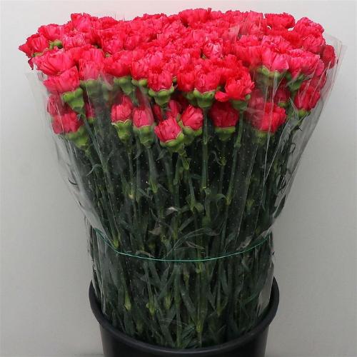 Dianthus standaard Bizet