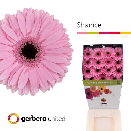 Gerbera grootbloemig Shanice+