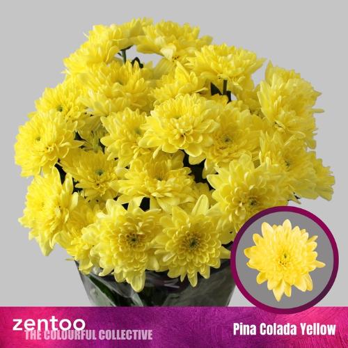 Chrysanthemum (Indicum Grp) tros Pina Colada Yellow