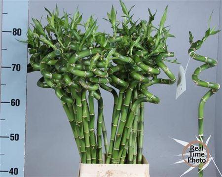 Dracaena sanderiana Lucky Bamboo