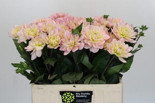 Dahlia Diana's Memory