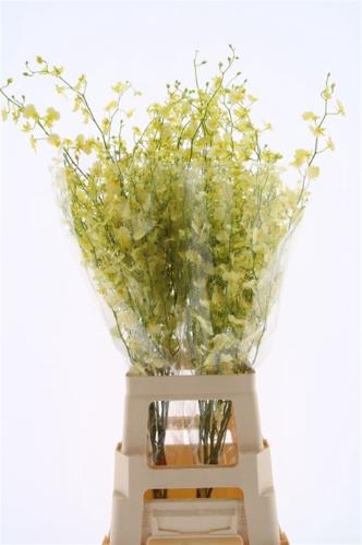 Orchidee