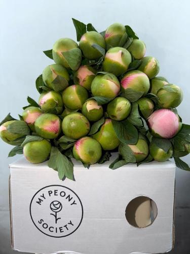 Paeonia (Herb. Hybrid Grp) 'Colonel Owen Cousins'