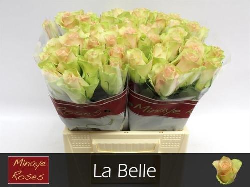 Rosa grootbloemig La Belle