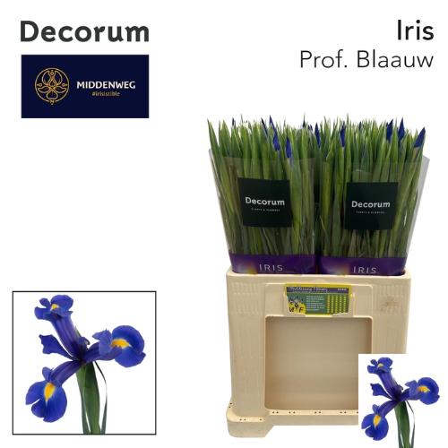 Iris (Hollandse Iris Grp) 'Prof. Blaauw'
