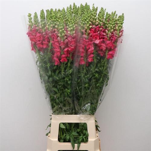 Antirrhinum majus 'Opus Pink'