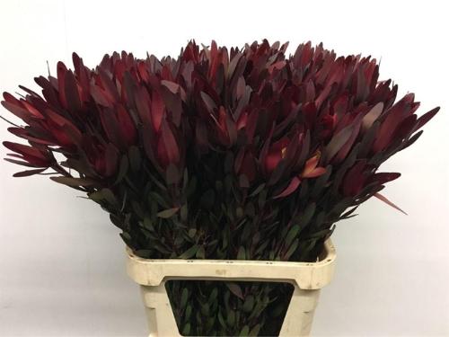 Leucadendron 'Safari Sunset'