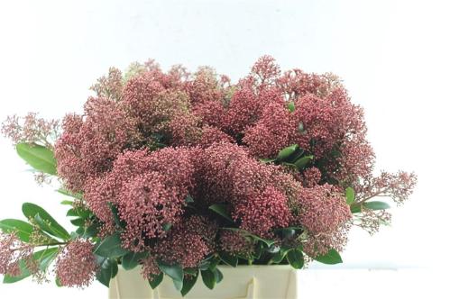 Skimmia per bos japonica 'Rubella'
