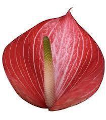 Anthurium (Andreanum Grp) Caldonia