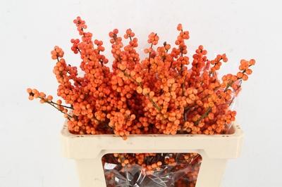 Ilex verticillata 'Winter Gold'